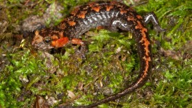 Salamander 