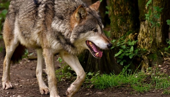 Wolf Hit By a Bus in Belgium But Survives the Accident 