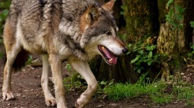 Wolf Hit By a Bus in Belgium But Survives the Accident 