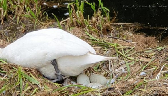Nature World News - Swan dies of a broken heart