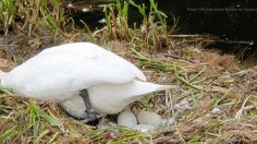 Nature World News - Swan dies of a broken heart