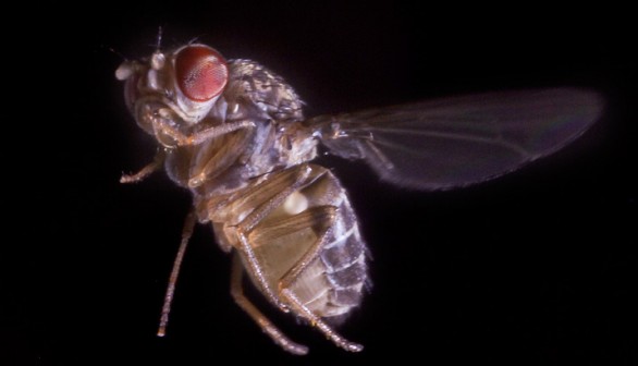 A fruit fly, Drosophila hydei, flaps its wings 200 times a second during normal flight and even faster when taking evasive action.