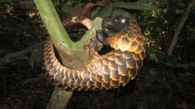 Conservation and Protection of the Pangolin Through Fingermark Visualization on Scales Using Gelatin Lifters