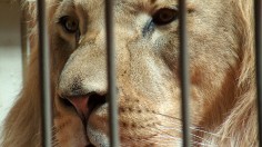 Lions in Coronavirus Lockdown