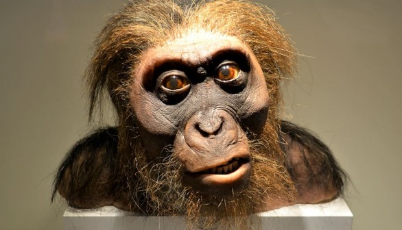 Nature World News - Preserved Monkey