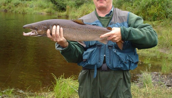 For a Better and More Successful Sex Life for the Atlantic Salmon, Size Matters