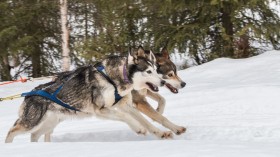 Ancient sled dogs were in existence more than 9,500 years ago