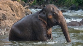  Shanthi, the 45- Year old Asian Elephant, Dies at the Smithsonian National Zoo 