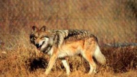 Mexican Gray Wolf Cubs Successfully Integrated Into Wild Packs to Be Raised as their Own