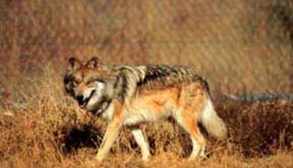 Mexican Gray Wolf Cubs Successfully Integrated Into Wild Packs to Be Raised as their Own