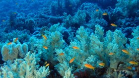 Researchers’ DIY Equipment Discovers Soft Coral Garden in the Deep Sea in Greenland