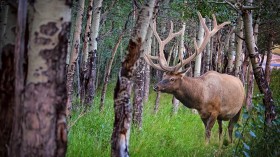 Elk Makes a Comeback in Kentucky are Residents of Old Coal Mining Areas  