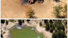 Botswana Investigates Deaths of Hundreds of Elephants Since May 