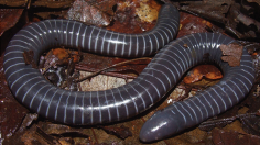 Study Finds the First Evidence of Venom Glands Similar to Snakes’ in Caecilian Amphibians