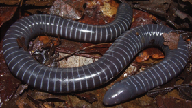 Study Finds the First Evidence of Venom Glands Similar to Snakes’ in Caecilian Amphibians