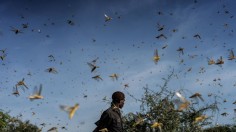 Experts: Plague of Locust in East Africa Linked to Climate Change