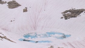 Pink Ice in Alps: How Threatening to Glaciers Can They Be? 