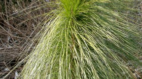 Scientists Use Assisted Migration On Trees To Rescue Them From Inhospitable Climate Conditions And Hopefully Survive Climate Change