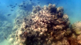 Scientists Discover and are Baffled by Origin of New Species of Red Algae Threatening Coral Reefs of Hawaii