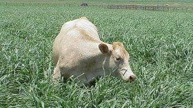 As Ogallala Aquifer Declines, Study Looks into Viability of Sorghum and Pearl Millet Alternatives for Texas High Plains Livestock