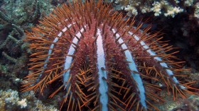 Study on Crown-Of-Thorns’ Evolutionary History May Help Mitigate Destruction of Coral Reefs