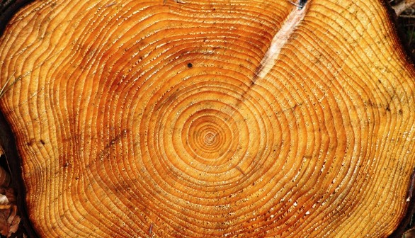 Six Centuries of Tree Rings Yield Information on Grim Weather Anomaly during the Mid 20th Century