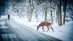 COVID-19 Lockdown Causes Fewer Deer Roadkill, Which Could Increase Deer Population