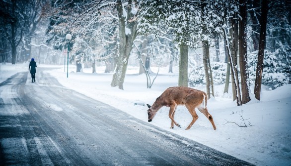 COVID-19 Lockdown Causes Fewer Deer Roadkill, Which Could Increase Deer Population