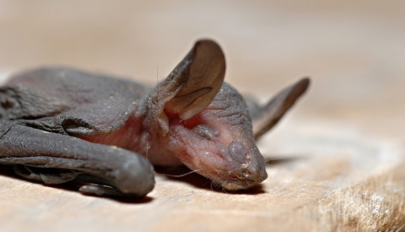 Daubenton's bat