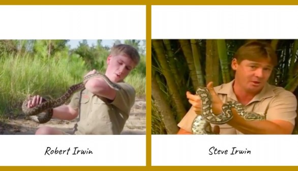 Nature World News - Robert Irwin and Steve Irwin bit by a carpet python