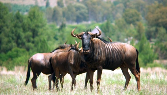 Nature World News - What is a wildebeest? Candid Animal Cam heads to the savannah