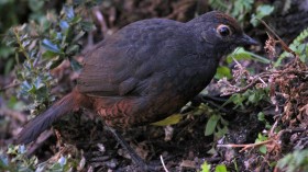 The Mysterious Relationship of Truffles and the Birds that Love It 