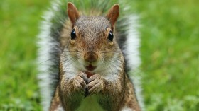 Squirrel in Colorado tested positive for Bubonic Plague 