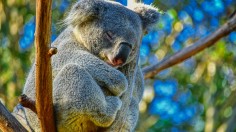 Koalas with Chlamydia May Help Humans Conquer this Common Sexually Transmitted Disease