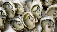 Researchers Found Ancient Native Americans Sustainably Harvested and Managed Oyster Reefs