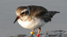 Rare Shore Plover Birds Vanish After Introduction to New Home 