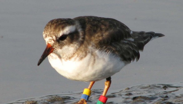 Rare Shore Plover Birds Vanish After Introduction to New Home 