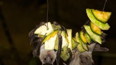 Bats’ longevity and ability to combat viruses control inflammation and provide insights in fighting COVID-19