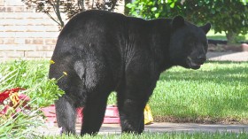 Florida black bear 