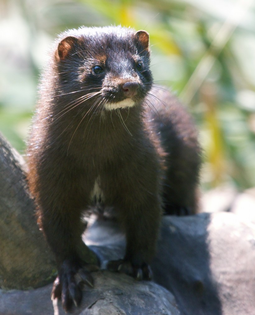 Spain and Netherlands Cull Over One Million Mink due to COVID-19 Infection