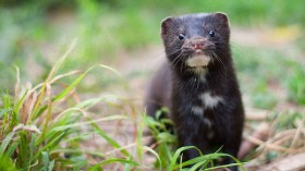 Nature World News - Spain and Netherlands Cull Over One Million Mink Due to COVID-19 Infection