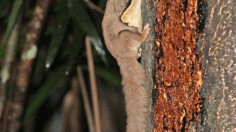 Sugar Glider: New Species Discovered, but with Conservation Implications