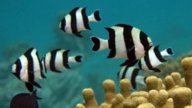 Lab experiments showing the behavior of reef fishes can be seriously affected by increased carbon dioxide concentrations in the ocean.