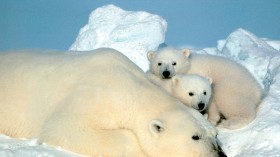 Nature World News - Searching for Misha: the life and tragedies of the world’s most famous polar bear