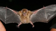 The wingspan of a yellow-shouldered bat is demonstrated in this file photo. 