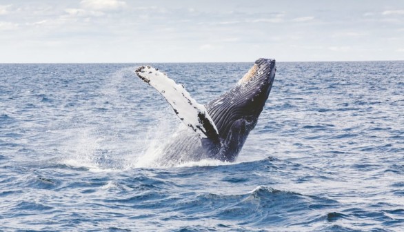 Sperm Whale- Nature World News