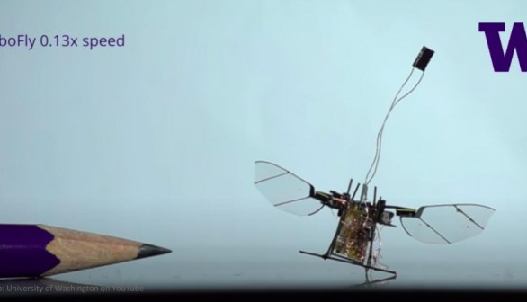 Nature World News - GoPro Beetle Version: An Insect Backpack Robotic Camera and Insect Robot 