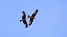 Nature World News - Red Kites Thrive in Britain after Reintroduction 13 Years Ago