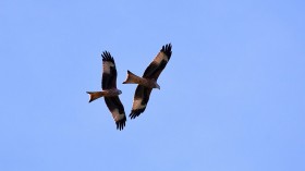 Nature World News - Red Kites Thrive in Britain after Reintroduction 13 Years Ago