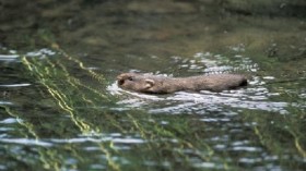 Water voles